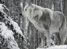 Lycan Rp Page Lycan Rp Page