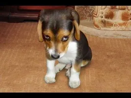Best Funny Guilty Dogs Compilation Best Funny Guilty Dogs Compilation