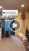Reply to @camo_daniel a small price to pay for serotonin #yoinkysploinky #cabininthewoods #dogdad #cozy #labradorpuppy #countrytiktok Reply to @camo_daniel a small price to pay for serotonin #yoinkysploinky #cabininthewoods #dogdad #cozy #labradorpuppy #countrytiktok
