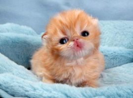 What are your (nice) weaknesses? Mine's ULTRA-CUTE ANIMALS!!!! YEAH GO CUTE THINGS!!!!!! What are your (nice) weaknesses? Mine's ULTRA-CUTE ANIMALS!!!! YEAH GO CUTE THINGS!!!!!!