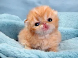 What are your (nice) weaknesses? Mine's ULTRA-CUTE ANIMALS!!!! YEAH GO CUTE THINGS!!!!!! What are your (nice) weaknesses? Mine's ULTRA-CUTE ANIMALS!!!! YEAH GO CUTE THINGS!!!!!!