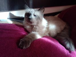 Is putting an (old) ill cat to sleep a sin? Some says is perfectly fine to stop the cat from possible pain, some says this is a sin or a crime. What do you think? Is putting an (old) ill cat to sleep a sin? Some says is perfectly fine to stop the cat from possible pain, some says this is a sin or a crime. What do you think?