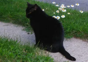 Do you have pets? If so, what kind? I have a black cat :P. I used to have a hamster but it died :'( Do you have pets? If so, what kind? I have a black cat :P. I used to have a hamster but it died :'(