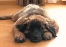 Do you love this picture? Well i think it is adorable. By the way it is a leonberger. Do you love this picture? Well i think it is adorable. By the way it is a leonberger.