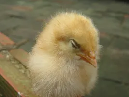 My parent likes to argue in front of me!!? I hate this, They arguing to each other, cursing, and looking at me like "You think like me right?" "Dad is an idiot yeah?" "Mum is insane! you think like me yeah?" If I choose mum side dad's will be like 'I'm so disappointed, Why you're so stupid!?' If I choose dad side my mum will be like 'You're an idiot like your father, b****' They're neither both wrong or right, My mum absolute hate my dad and my dad just don't understand her.. Their both my parent!! what should I do? I'm in the middle.. :( PS. That's my chicken lol :) My parent likes to argue in front of me!!? I hate this, They arguing to each other, cursing, and looking at me like "You think like me right?" "Dad is an idiot yeah?" "Mum is insane! you think like me yeah?" If I choose mum side dad's will be like 'I'm so disappointed, Why you're so stupid!?' If I choose dad side my mum will be like 'You're an idiot like your father, b****' They're neither both wrong or right, My mum absolute hate my dad and my dad just don't understand her.. Their both my parent!! what should I do? I'm in the middle.. :( PS. That's my chicken lol :)