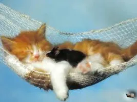 Cats vs Dogs! witch is better? come on tell us please pick cats but dogs are mutts like gale! Cats vs Dogs! witch is better? come on tell us please pick cats but dogs are mutts like gale!