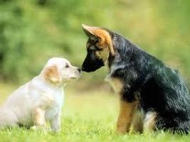 What are your favourite dog names? I like Riley and Dexter and Scandal and Buster and Barney and Delilah and Roxy and Shaggy and Lady and Angel and Maggie and Lily and Elmo and finally Bear. I like different dog names and cute dog names but then maybe you like the more popular ones like Ben or Rosie. Please be nice with your names and love dogs! What are your favourite dog names? I like Riley and Dexter and Scandal and Buster and Barney and Delilah and Roxy and Shaggy and Lady and Angel and Maggie and Lily and Elmo and finally Bear. I like different dog names and cute dog names but then maybe you like the more popular ones like Ben or Rosie. Please be nice with your names and love dogs!
