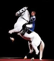Here is a horse trivia question Which is a move used by the Lipzzaners in the Spainish Riding school in Vieanna is it, A.Levade B. Huistiol C.Haute Ecole Here is a horse trivia question Which is a move used by the Lipzzaners in the Spainish Riding school in Vieanna is it, A.Levade B. Huistiol C.Haute Ecole