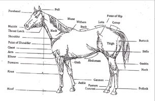 Do you have a horse, or just LOVE horses? Then PLEASE join my Horse Knowledge page. I'll try to help you with all your horsey needs and questions any day. So please Join even if you don't need any horsey help, or have any questions at the moment. (The picture for my page will look like the one used for this question) Do you have a horse, or just LOVE horses? Then PLEASE join my Horse Knowledge page. I'll try to help you with all your horsey needs and questions any day. So please Join even if you don't need any horsey help, or have any questions at the moment. (The picture for my page will look like the one used for this question)