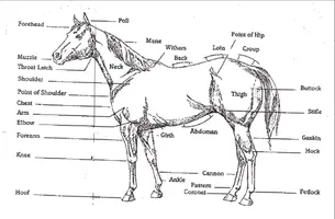 Do you have a horse, or just LOVE horses? Then PLEASE join my Horse Knowledge page. I'll try to help you with all your horsey needs and questions any day. So please Join even if you don't need any horsey help, or have any questions at the moment. (The picture for my page will look like the one used for this question) Do you have a horse, or just LOVE horses? Then PLEASE join my Horse Knowledge page. I'll try to help you with all your horsey needs and questions any day. So please Join even if you don't need any horsey help, or have any questions at the moment. (The picture for my page will look like the one used for this question)