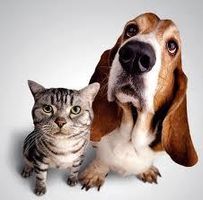 what kind of pets do you have? please answer if you have any :) what kind of pets do you have? please answer if you have any :)