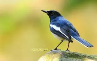 Riddles: a bird that stays dry The part of the bird that is not in the sky, which can swim in the ocean and always stay dry. What is it? Riddles: a bird that stays dry The part of the bird that is not in the sky, which can swim in the ocean and always stay dry. What is it?