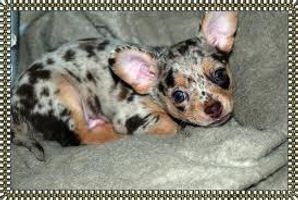 Who loves Blue Merle dog breeds? I love them, especially the Blue Merle Chihuahua! What's your favorite type? Who loves Blue Merle dog breeds? I love them, especially the Blue Merle Chihuahua! What's your favorite type?