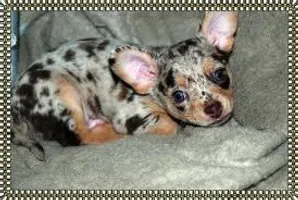 Who loves Blue Merle dog breeds? I love them, especially the Blue Merle Chihuahua! What's your favorite type? Who loves Blue Merle dog breeds? I love them, especially the Blue Merle Chihuahua! What's your favorite type?