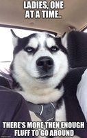which is better? Husky pics or husky meme pics? which is better? Husky pics or husky meme pics?