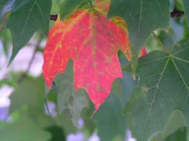 Do you think I take good pictures? I was just curious what you thought of my picture of this colorful leaf surrounded by green leafs.... Please no rude comments Do you think I take good pictures? I was just curious what you thought of my picture of this colorful leaf surrounded by green leafs.... Please no rude comments
