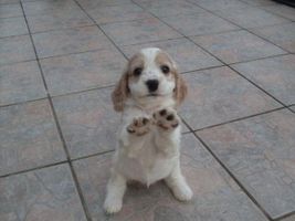 What breed of dog would fit my family? We have a big house but a huge pool in my backyard so we need a dog who can swim.We also have 6 family members.Me,my sister,my 2 brothers,my mum and my dad.The type I really want is a boxer or Labrador/Dalmation mix but i'm not sure if they'll fit in with my family.I despretately want a dog but my parents won't let me have one until I pick our 'just right' breed.Can someone tell me a breed that will go well with us? What breed of dog would fit my family? We have a big house but a huge pool in my backyard so we need a dog who can swim.We also have 6 family members.Me,my sister,my 2 brothers,my mum and my dad.The type I really want is a boxer or Labrador/Dalmation mix but i'm not sure if they'll fit in with my family.I despretately want a dog but my parents won't let me have one until I pick our 'just right' breed.Can someone tell me a breed that will go well with us?