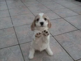 What breed of dog would fit my family? We have a big house but a huge pool in my backyard so we need a dog who can swim.We also have 6 family members.Me,my sister,my 2 brothers,my mum and my dad.The type I really want is a boxer or Labrador/Dalmation mix but i'm not sure if they'll fit in with my family.I despretately want a dog but my parents won't let me have one until I pick our 'just right' breed.Can someone tell me a breed that will go well with us? What breed of dog would fit my family? We have a big house but a huge pool in my backyard so we need a dog who can swim.We also have 6 family members.Me,my sister,my 2 brothers,my mum and my dad.The type I really want is a boxer or Labrador/Dalmation mix but i'm not sure if they'll fit in with my family.I despretately want a dog but my parents won't let me have one until I pick our 'just right' breed.Can someone tell me a breed that will go well with us?