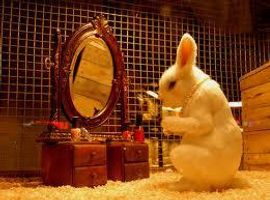 If you had a bunny what would his\her name be? Is he\she a girl? A boy? These names can tell. Isn't it weird how Sam is a boy's name and a girl's name? Yeah, but anyways have fun! If you had a bunny what would his\her name be? Is he\she a girl? A boy? These names can tell. Isn't it weird how Sam is a boy's name and a girl's name? Yeah, but anyways have fun!