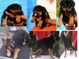 Rottweiler or German Shepherd? I like German shepherds more but what about you? Rottweiler or German Shepherd? I like German shepherds more but what about you?