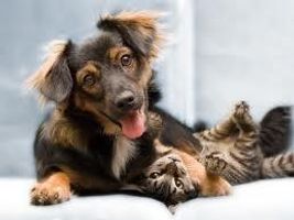dogs vs cats - Who is the best? I think dogs all the way but what about you? You can only write one answer. dogs vs cats - Who is the best? I think dogs all the way but what about you? You can only write one answer.