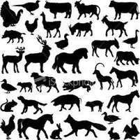 if you were an animal for a day? if you could change into any 1 animal for a single day, what would it be, im a black wolf >:) if you were an animal for a day? if you could change into any 1 animal for a single day, what would it be, im a black wolf >:)