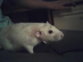 dose anyone here love rats I LOVE RATS!!!!!!!!!!!!!!! iv got 2 pet rats called mushroom and spot. i think rats are soooooooooooooooooooooooooo cute and i wondering how many other pepole like them so a thaught i will ask!!!! please tell me in the coments wether you like or dont like rats and why!!! ps: the rat in the picture is my rat mushroom he is called that as when i first got him he looked like a mushroom dose anyone here love rats I LOVE RATS!!!!!!!!!!!!!!! iv got 2 pet rats called mushroom and spot. i think rats are soooooooooooooooooooooooooo cute and i wondering how many other pepole like them so a thaught i will ask!!!! please tell me in the coments wether you like or dont like rats and why!!! ps: the rat in the picture is my rat mushroom he is called that as when i first got him he looked like a mushroom