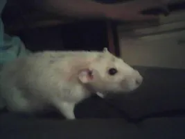 dose anyone here love rats I LOVE RATS!!!!!!!!!!!!!!! iv got 2 pet rats called mushroom and spot. i think rats are soooooooooooooooooooooooooo cute and i wondering how many other pepole like them so a thaught i will ask!!!! please tell me in the coments wether you like or dont like rats and why!!! ps: the rat in the picture is my rat mushroom he is called that as when i first got him he looked like a mushroom dose anyone here love rats I LOVE RATS!!!!!!!!!!!!!!! iv got 2 pet rats called mushroom and spot. i think rats are soooooooooooooooooooooooooo cute and i wondering how many other pepole like them so a thaught i will ask!!!! please tell me in the coments wether you like or dont like rats and why!!! ps: the rat in the picture is my rat mushroom he is called that as when i first got him he looked like a mushroom
