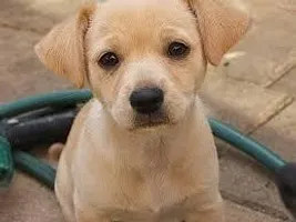 What do you think of this dog? I wanted to know of what people thought of this dog!, make sure you answer the way you want! What do you think of this dog? I wanted to know of what people thought of this dog!, make sure you answer the way you want!