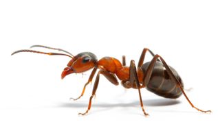 How many ants are there on earth? Just wondering... How many ants are there on earth? Just wondering...