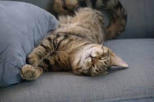 Why do cats purr? I've always wanted to know why cats purr. I've heard it's because they're in a good mood or very nervous. But why is that? Why do cats purr? I've always wanted to know why cats purr. I've heard it's because they're in a good mood or very nervous. But why is that?