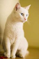 Whats your fave animal? I am cat person and everyone thinks I'm crazy. So whats ur fave animal? Whats your fave animal? I am cat person and everyone thinks I'm crazy. So whats ur fave animal?
