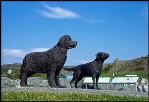 Newfoundland or Labrador? Mine is a Newfie but some like labs more. They come from the same place but still who do you prefer? Newfoundland or Labrador? Mine is a Newfie but some like labs more. They come from the same place but still who do you prefer?