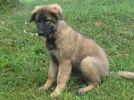 Tell me about this breed... Tell me a little about it. It's okay to use intermation! (Yes, to me, it is a word, I made it up of course x D) But you obviously need to know the breed first : / Well, good luck! Tell me about this breed... Tell me a little about it. It's okay to use intermation! (Yes, to me, it is a word, I made it up of course x D) But you obviously need to know the breed first : / Well, good luck!