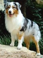 What do you think of Australian Shepherds? I love them, what about you? The picture below is a perfect example of one! What do you think of Australian Shepherds? I love them, what about you? The picture below is a perfect example of one!
