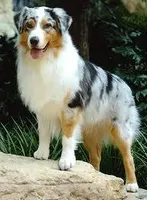 What do you think of Australian Shepherds? I love them, what about you? The picture below is a perfect example of one! What do you think of Australian Shepherds? I love them, what about you? The picture below is a perfect example of one!