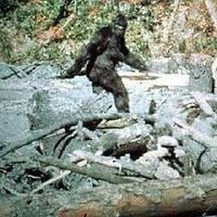 Do you believe in BIGFOOT? Bigfoot, also known as sasquatch, is the name given to an ape-like creature that some people believe inhabits forests, mainly in the Pacific Northwest region of North America. Bigfoot is usually described as a large, hairy, bipedal humanoid. The term sasquatch is an anglicized derivative of the Halkomelem word sásq’ets. Do you believe in BIGFOOT? Bigfoot, also known as sasquatch, is the name given to an ape-like creature that some people believe inhabits forests, mainly in the Pacific Northwest region of North America. Bigfoot is usually described as a large, hairy, bipedal humanoid. The term sasquatch is an anglicized derivative of the Halkomelem word sásq’ets.