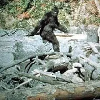 Do you believe in BIGFOOT? Bigfoot, also known as sasquatch, is the name given to an ape-like creature that some people believe inhabits forests, mainly in the Pacific Northwest region of North America. Bigfoot is usually described as a large, hairy, bipedal humanoid. The term sasquatch is an anglicized derivative of the Halkomelem word sásq’ets. Do you believe in BIGFOOT? Bigfoot, also known as sasquatch, is the name given to an ape-like creature that some people believe inhabits forests, mainly in the Pacific Northwest region of North America. Bigfoot is usually described as a large, hairy, bipedal humanoid. The term sasquatch is an anglicized derivative of the Halkomelem word sásq’ets.