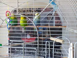 HELP!!! please, my bird could die of this My 2 year old female budgie, Florence, is attacking my male, Rio, for absoloutly no reason, and my other female Heidi, once bit Florence trying to protect him, and Rio just does nothing, I got them 3 days ago, and they were happy until last night she and Heidi decided to both beak hi , and he went down on the lowest perch and tucked his head in his back, and today, he was sitting on the same perch, and she just attacks him, for NO reason, he is not even near her, I have read that its part of their nature and I should let them be, but I cant, and always tear up when I see him so hurt, PLEASE HELP, WHAT IS HAPPENING?????!!! And that's them in the picture, the blue one is Florence and Heidi is the smallest one HELP!!! please, my bird could die of this My 2 year old female budgie, Florence, is attacking my male, Rio, for absoloutly no reason, and my other female Heidi, once bit Florence trying to protect him, and Rio just does nothing, I got them 3 days ago, and they were happy until last night she and Heidi decided to both beak hi , and he went down on the lowest perch and tucked his head in his back, and today, he was sitting on the same perch, and she just attacks him, for NO reason, he is not even near her, I have read that its part of their nature and I should let them be, but I cant, and always tear up when I see him so hurt, PLEASE HELP, WHAT IS HAPPENING?????!!! And that's them in the picture, the blue one is Florence and Heidi is the smallest one