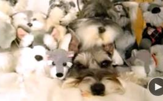 Do you see the dog in this picture? I DO! I DO! I DO! I DO! DO YOU? Do you see the dog in this picture? I DO! I DO! I DO! I DO! DO YOU?