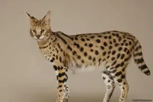 What are your top 3 favourite breed of cat? Mine are Savannah, Bombay and Siberian! What's yours? What are your top 3 favourite breed of cat? Mine are Savannah, Bombay and Siberian! What's yours?