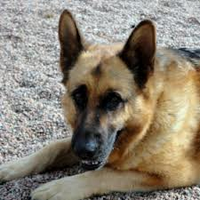 Read the discription or you will not understand. If think that everybody should be given money to their local dog charities because even though people think that it is only africian children who need money but these lovely dogs need support too. This is a picture of Dexter the German Shepherd from Benvardin Animal Rescue Kennels. He is 7 years old and has been there for well over a year. Read the discription or you will not understand. If think that everybody should be given money to their local dog charities because even though people think that it is only africian children who need money but these lovely dogs need support too. This is a picture of Dexter the German Shepherd from Benvardin Animal Rescue Kennels. He is 7 years old and has been there for well over a year.