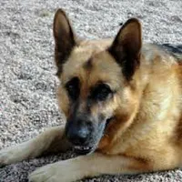 Read the discription or you will not understand. If think that everybody should be given money to their local dog charities because even though people think that it is only africian children who need money but these lovely dogs need support too. This is a picture of Dexter the German Shepherd from Benvardin Animal Rescue Kennels. He is 7 years old and has been there for well over a year. Read the discription or you will not understand. If think that everybody should be given money to their local dog charities because even though people think that it is only africian children who need money but these lovely dogs need support too. This is a picture of Dexter the German Shepherd from Benvardin Animal Rescue Kennels. He is 7 years old and has been there for well over a year.