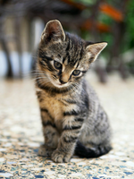 Do you think ths kitten is cute? Do you think ths kitten is cute?