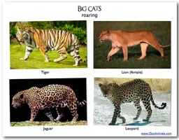What is your favourite: Lions, Tigers, Jaguars or Leopards? 4 main big cats, my fav's the Leopard!! What is your favourite: Lions, Tigers, Jaguars or Leopards? 4 main big cats, my fav's the Leopard!!