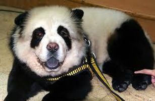How many types of dogs are there in the world? (Mongrels and Pedigrees) I really want to know, because I would like a unique type of dog to get when I'm older! For example, the picture below looks like a panda, but it's actually a dog who likes like a panda (alot)!!!!! How many types of dogs are there in the world? (Mongrels and Pedigrees) I really want to know, because I would like a unique type of dog to get when I'm older! For example, the picture below looks like a panda, but it's actually a dog who likes like a panda (alot)!!!!!