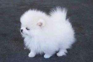 How many types of dogs are there in the world? Just wondering how many different types of dogs there are in the world! How many types of dogs are there in the world? Just wondering how many different types of dogs there are in the world!