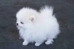 How many types of dogs are there in the world? Just wondering how many different types of dogs there are in the world! How many types of dogs are there in the world? Just wondering how many different types of dogs there are in the world!