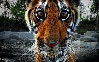 Are tigers going extinct? Are tigers going extinct?