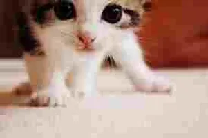 what should i name my new kitten? I got HER (no boy names, sorry) yesterday. I need name ideas. She looks like the picture beside. Please no wrong names. Thanks! what should i name my new kitten? I got HER (no boy names, sorry) yesterday. I need name ideas. She looks like the picture beside. Please no wrong names. Thanks!